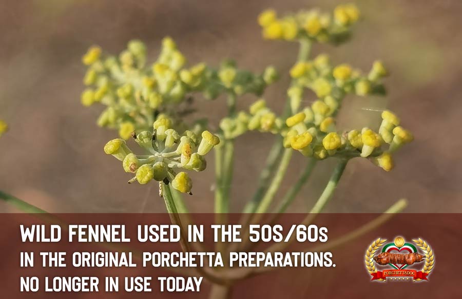 Wild fennel used once in porchetta preparation. Porchetta UNITED STATES Wild fennel used once in porchetta preparation. Porchetta UNITED STATES